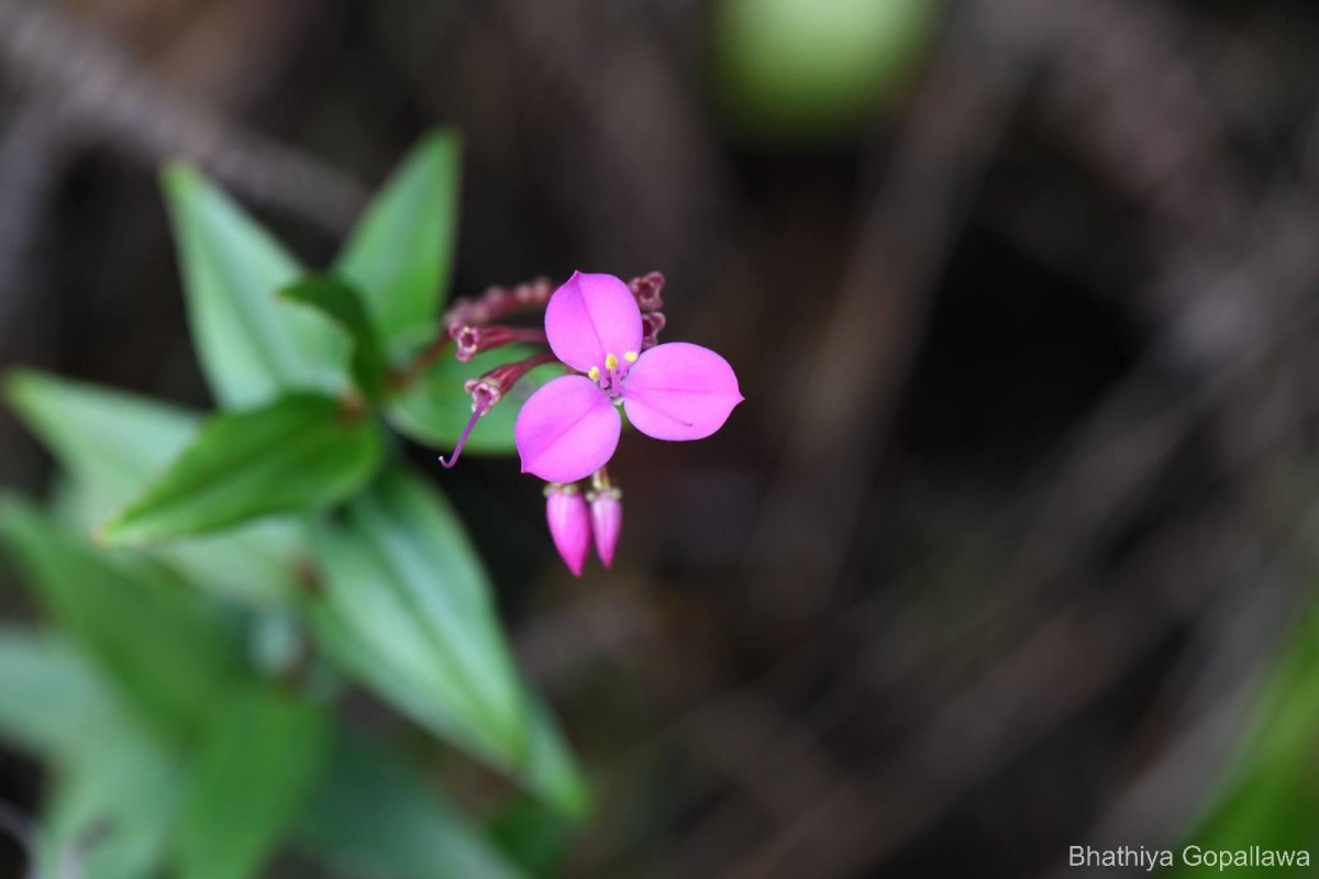 Sonerila lanceolata Thwaites